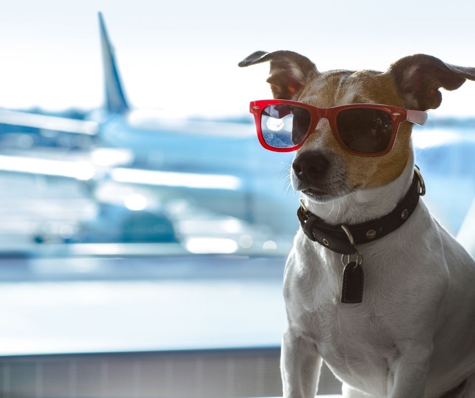 Novas restrições para entrada de cães nos EUA: saiba o que isso significa para trazer seu animalzinho